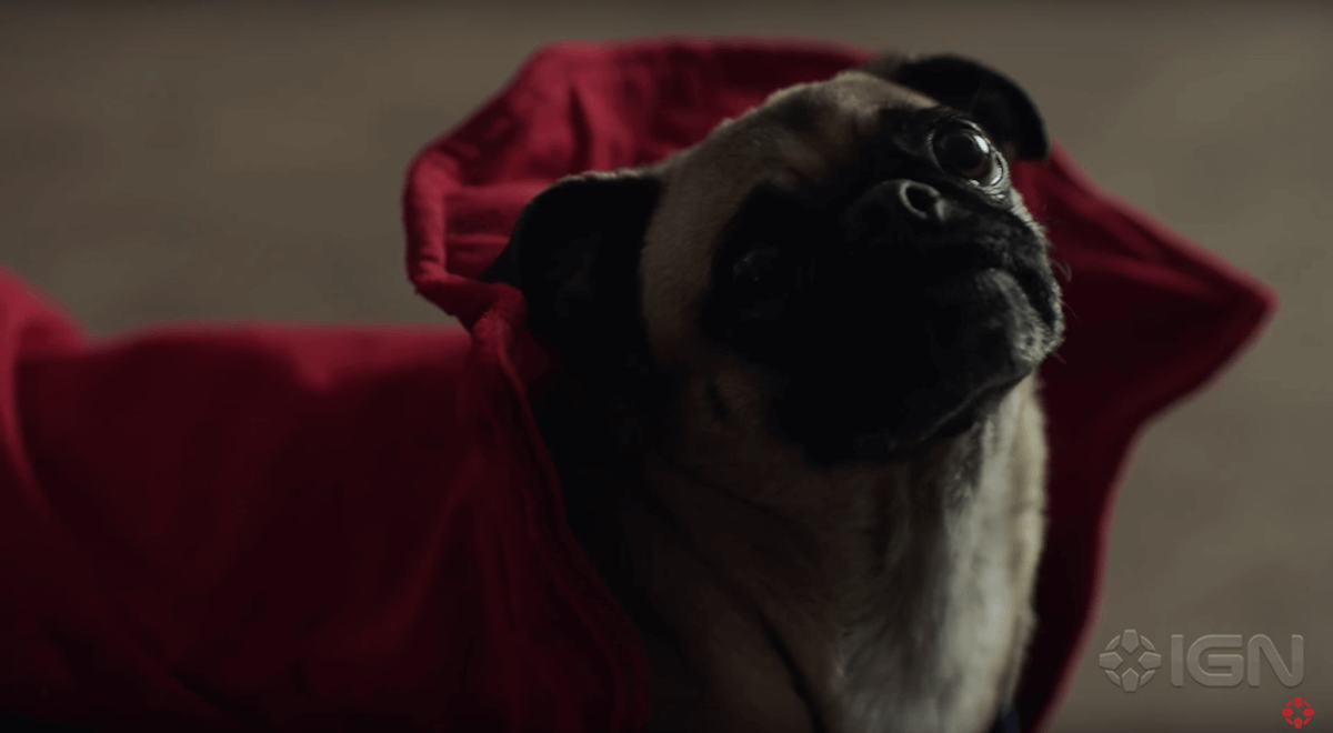 dr-strange-dogs-13