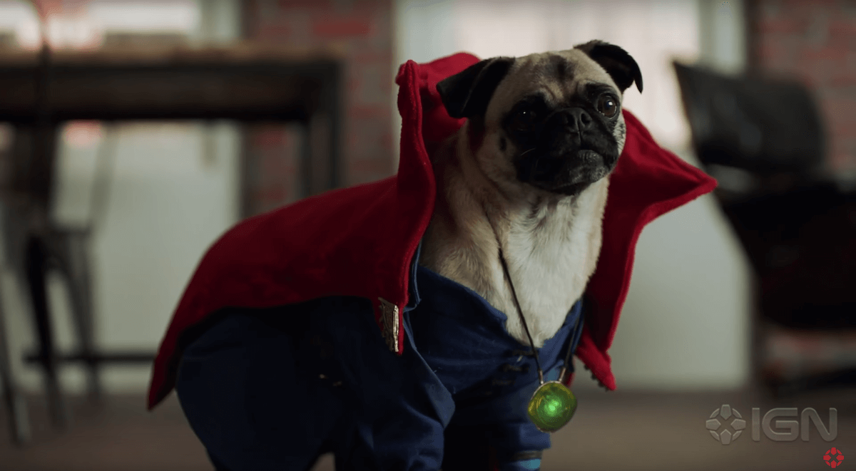 dr-strange-dogs-15