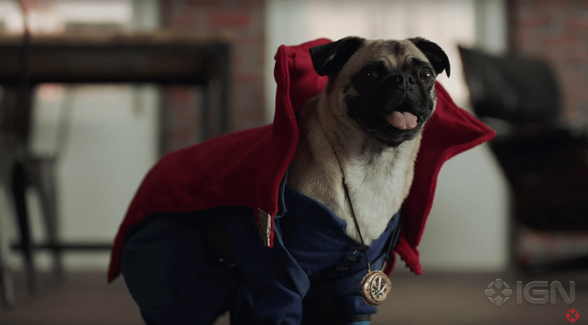 dr-strange-dogs-9