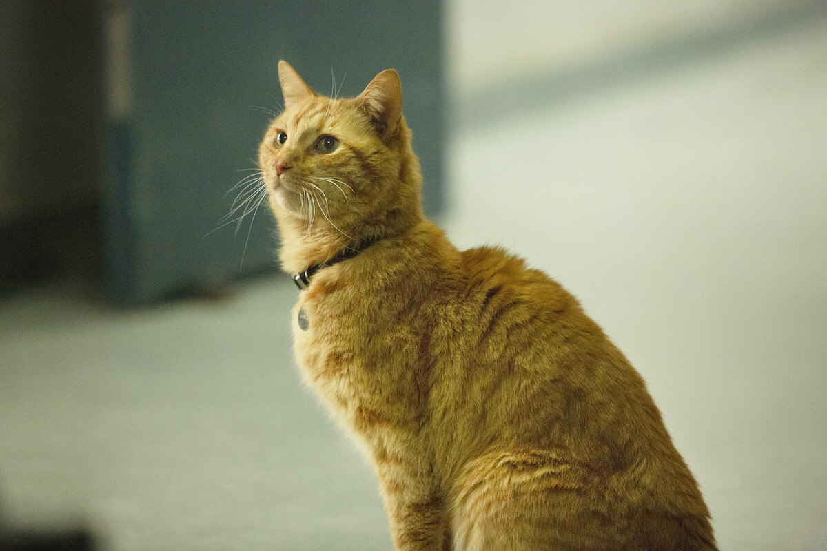 『キャプテン・マーベル』猫のグース