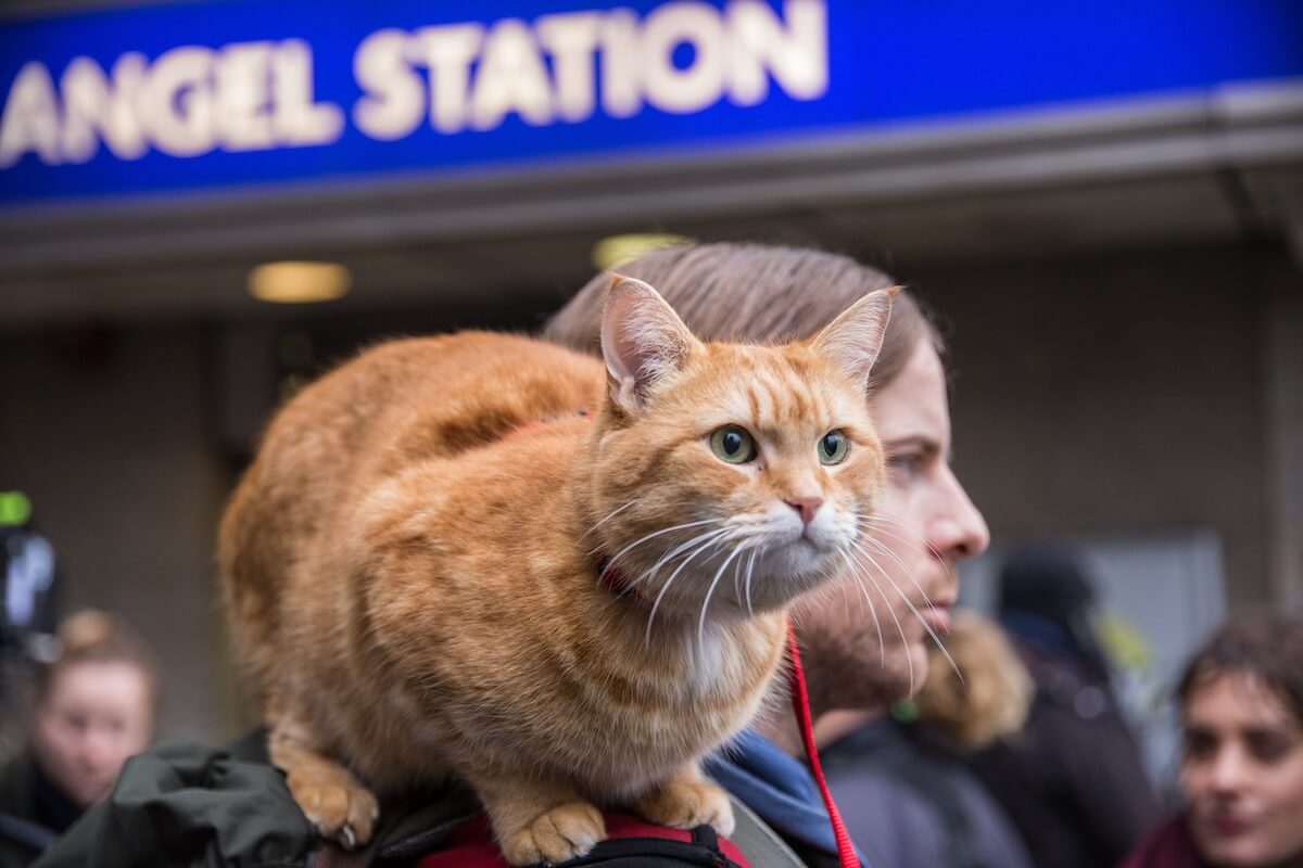 ボブという名の猫2