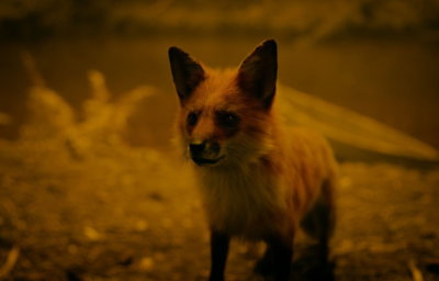 グリーン・ナイト