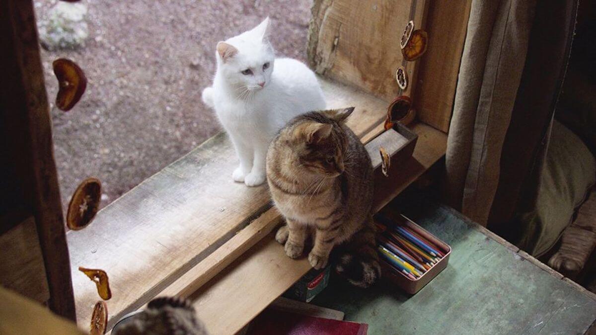 ルー、パリで生まれた猫