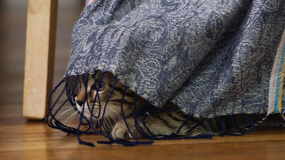 ルー、パリで生まれた猫