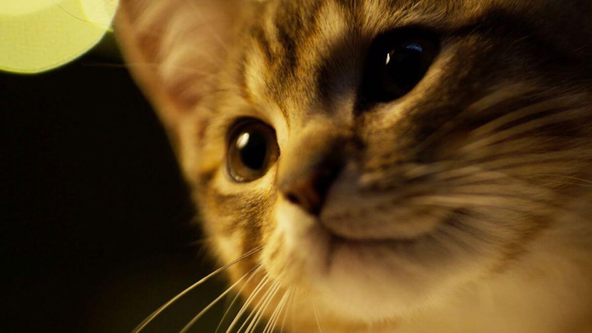 ルー、パリで生まれた猫