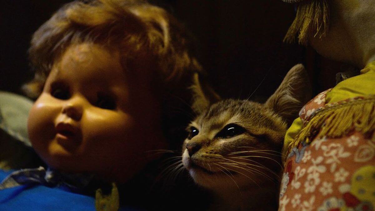 ルー、パリで生まれた猫