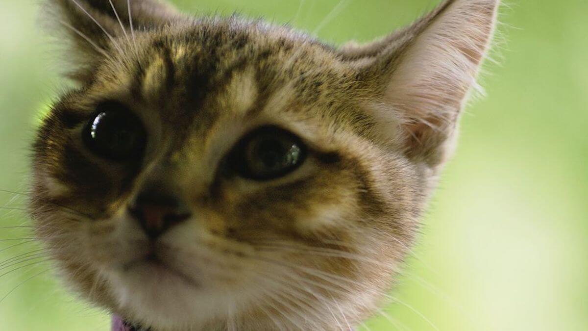 ルー、パリで生まれた猫