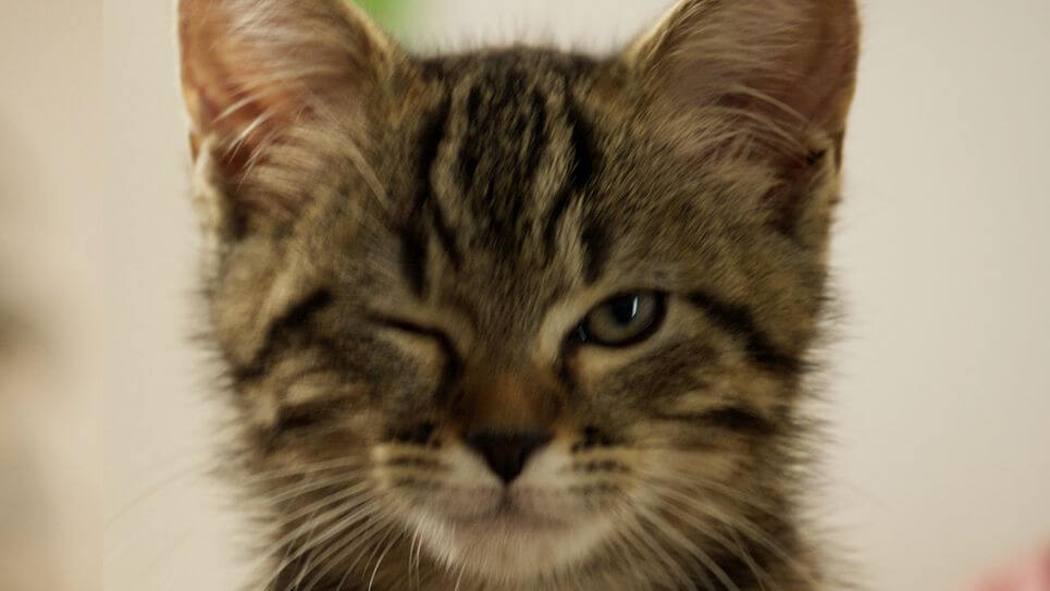 ルー、パリで生まれた猫